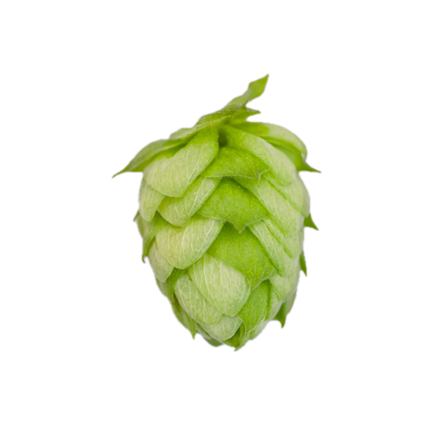 Amarillo Whole Cone Hops